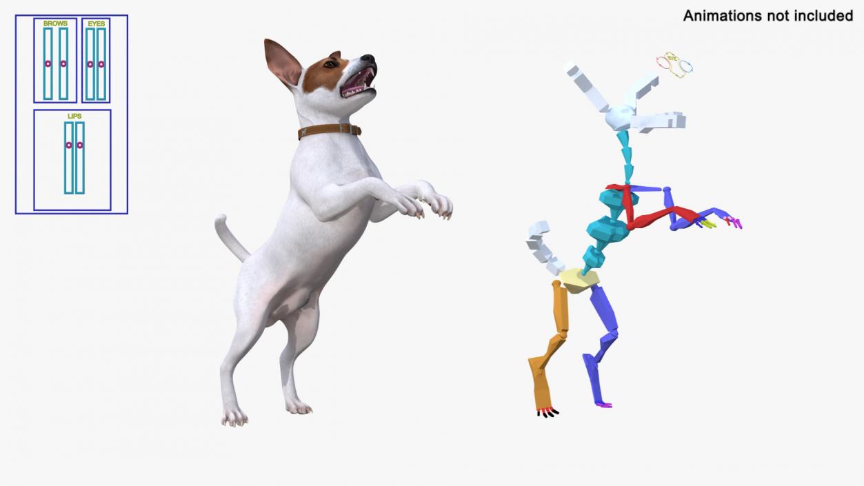 3D Jack Russell Terrier White Rigged model