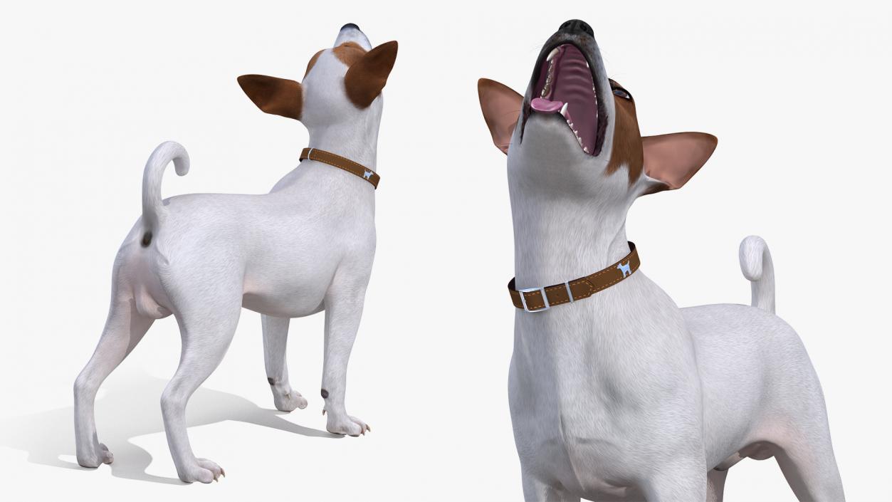 3D Jack Russell Terrier White Rigged model