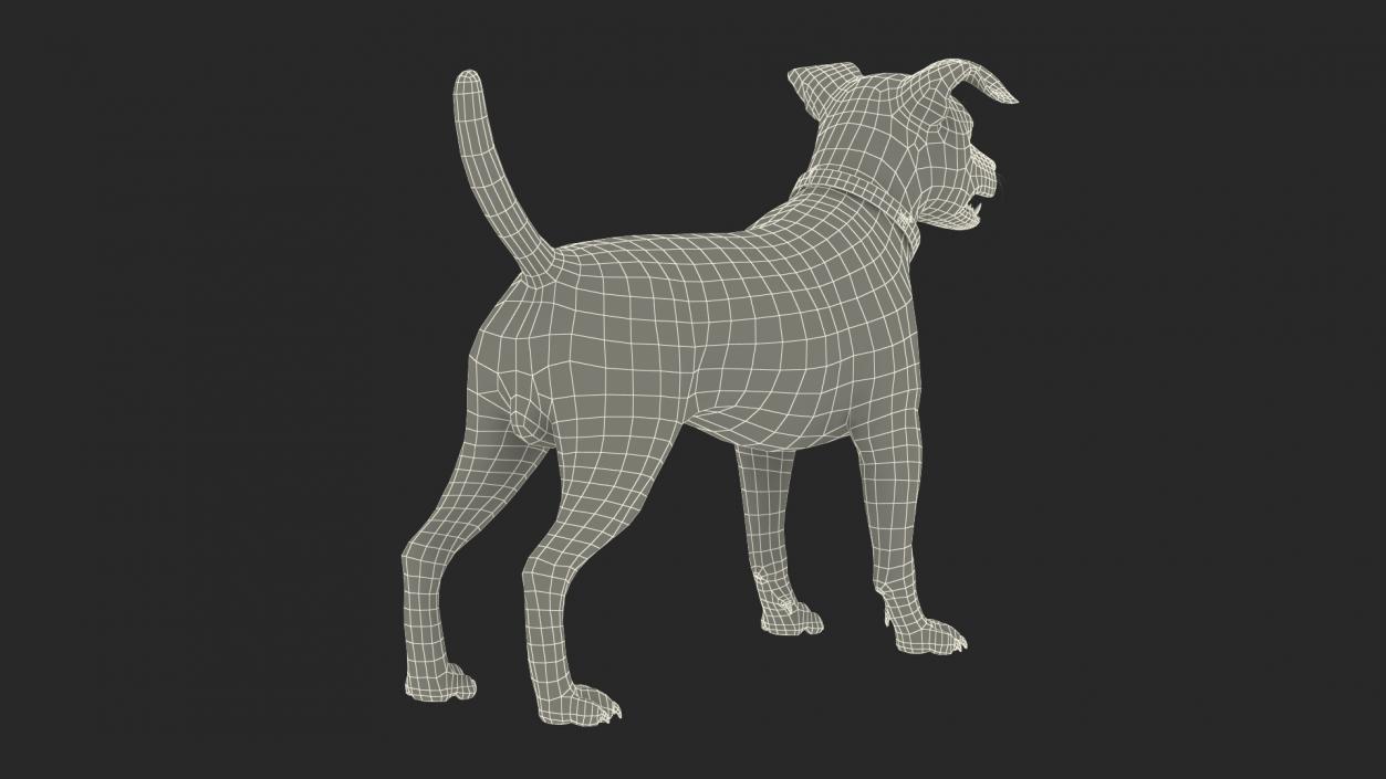 3D Jack Russell Terrier White Rigged model