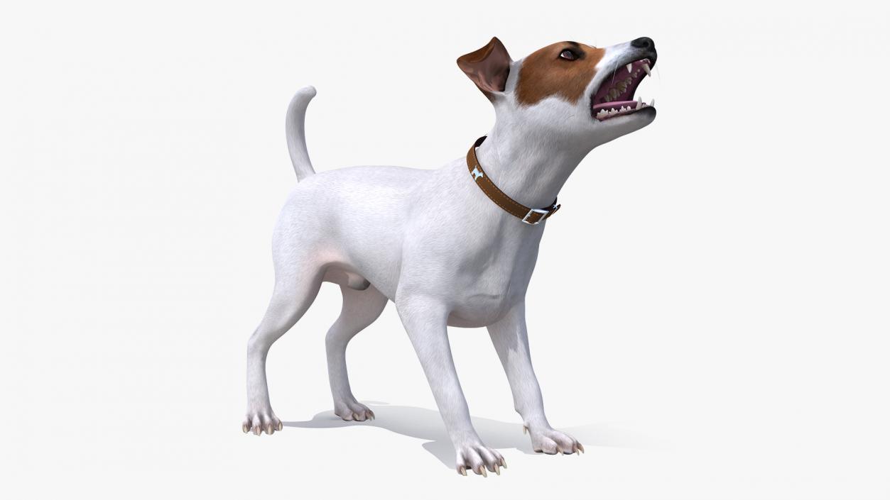 3D Jack Russell Terrier White Rigged model