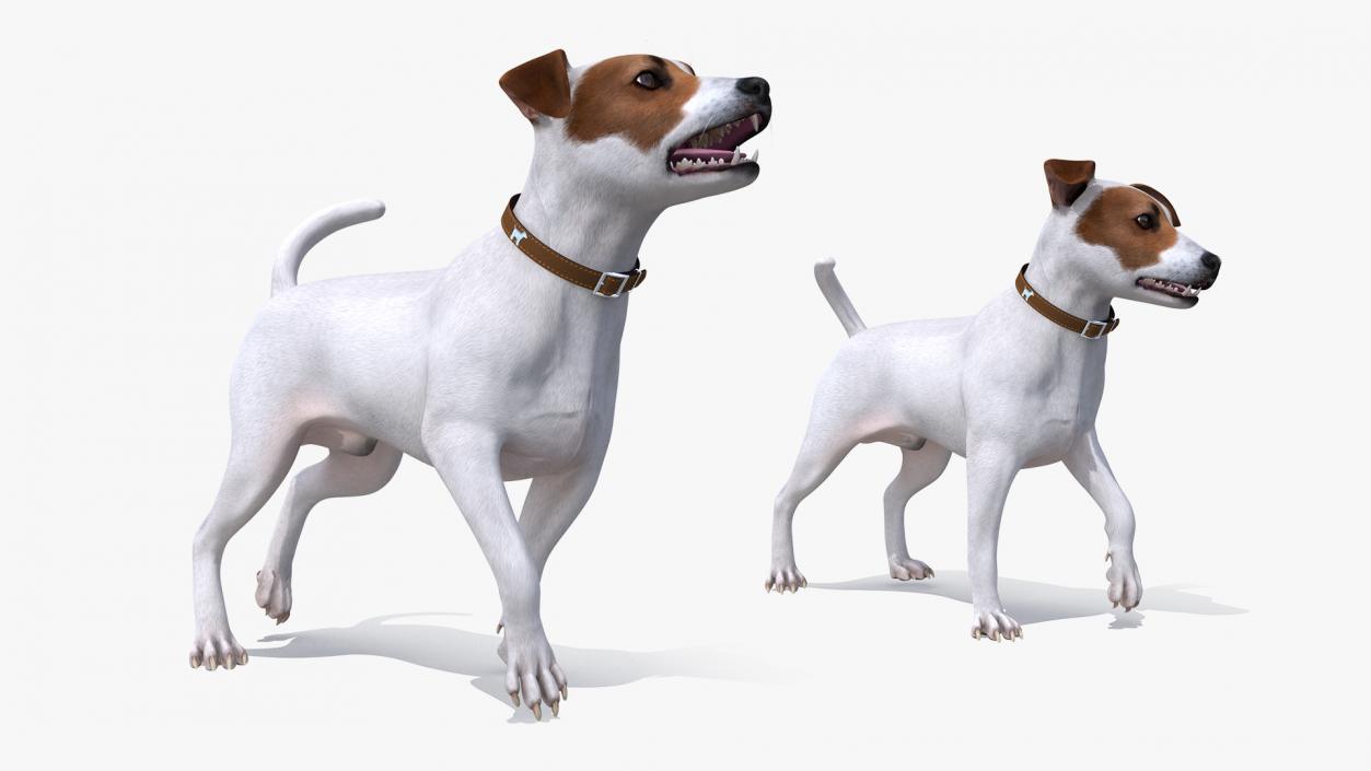 3D Jack Russell Terrier White Rigged model