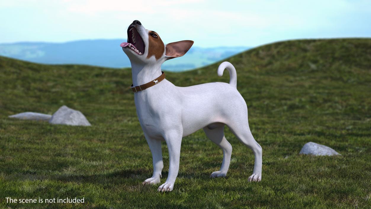 3D Jack Russell Terrier White Rigged model