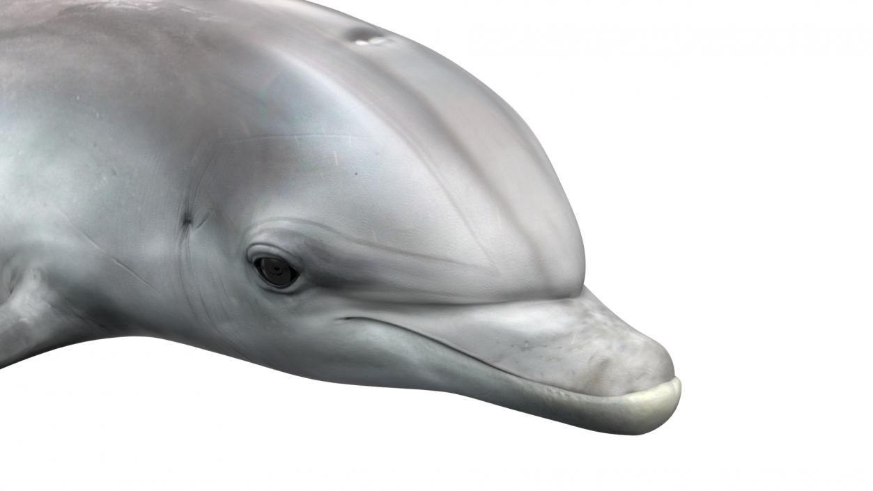 3D Realistic Bottlenose Dolphin Turn model