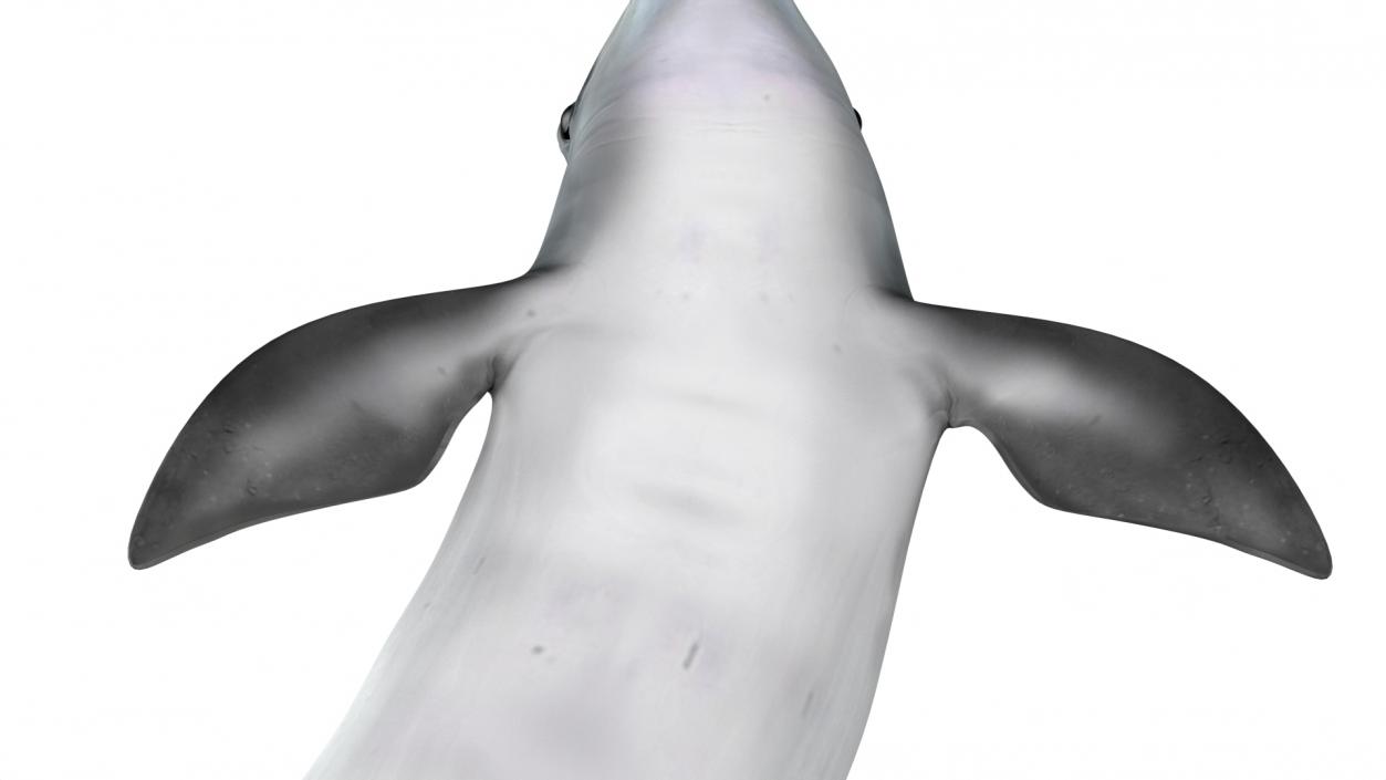 3D Realistic Bottlenose Dolphin Turn model