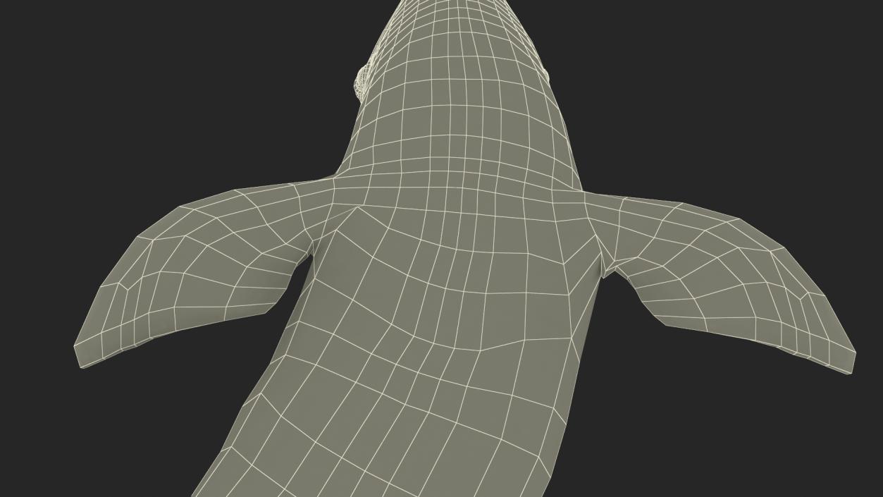 3D Realistic Bottlenose Dolphin Turn model