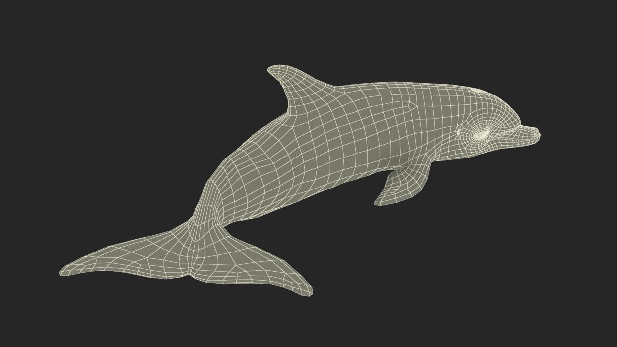 3D Realistic Bottlenose Dolphin Turn model