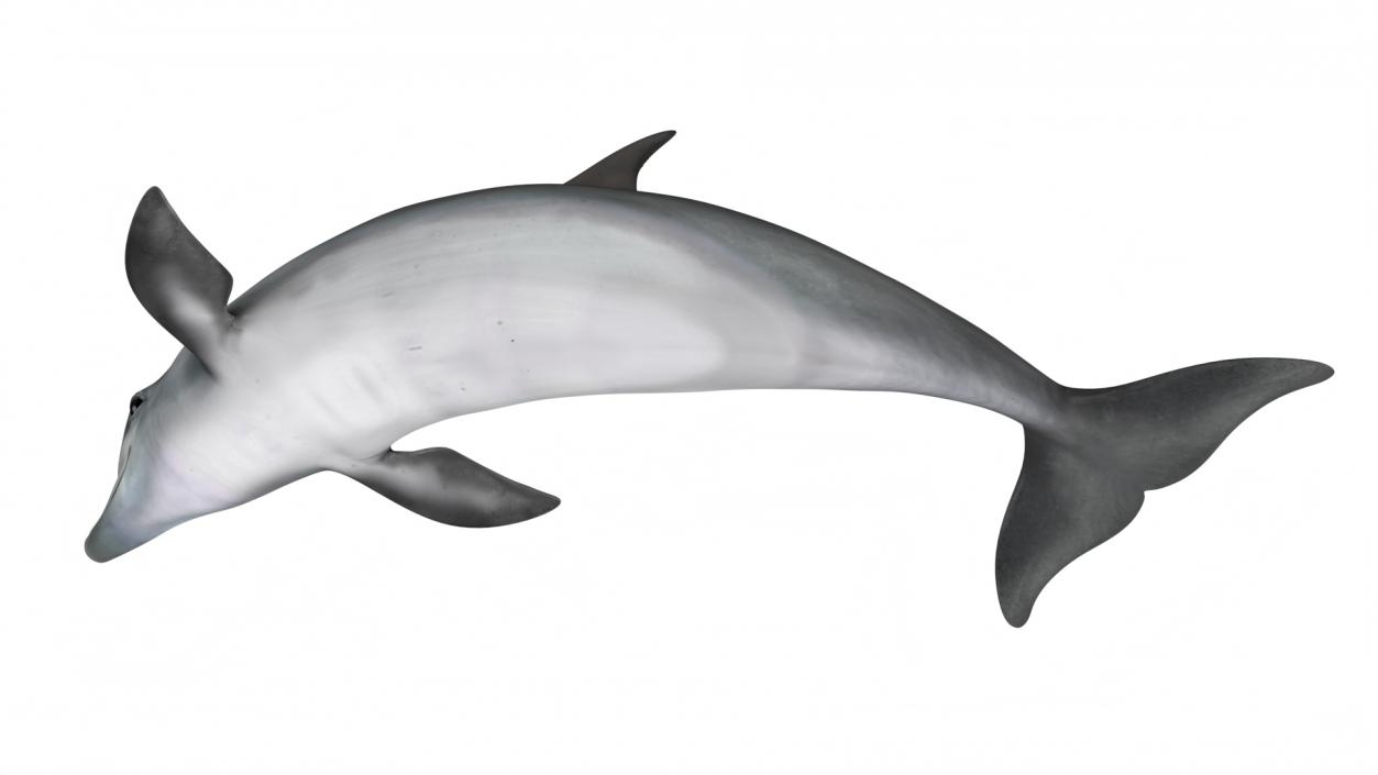 3D Realistic Bottlenose Dolphin Turn model