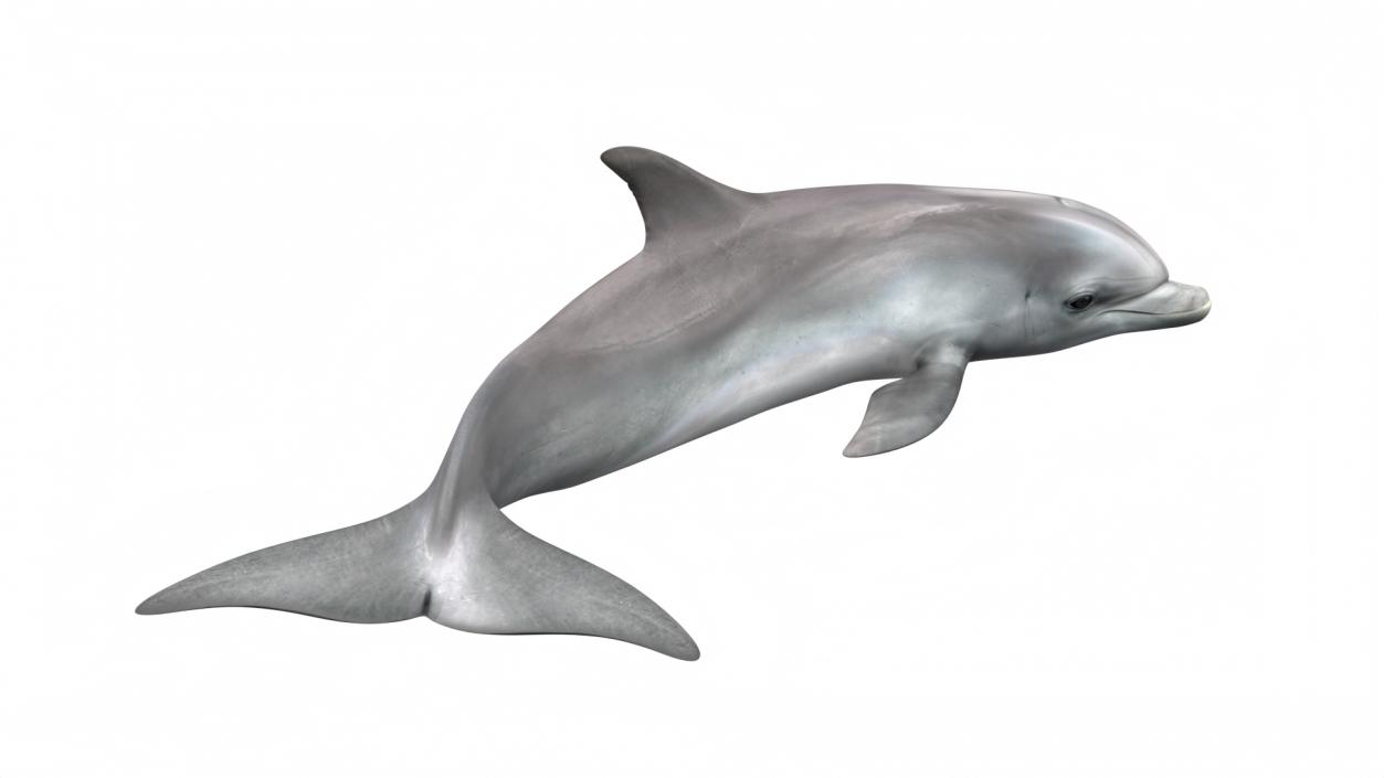 3D Realistic Bottlenose Dolphin Turn model