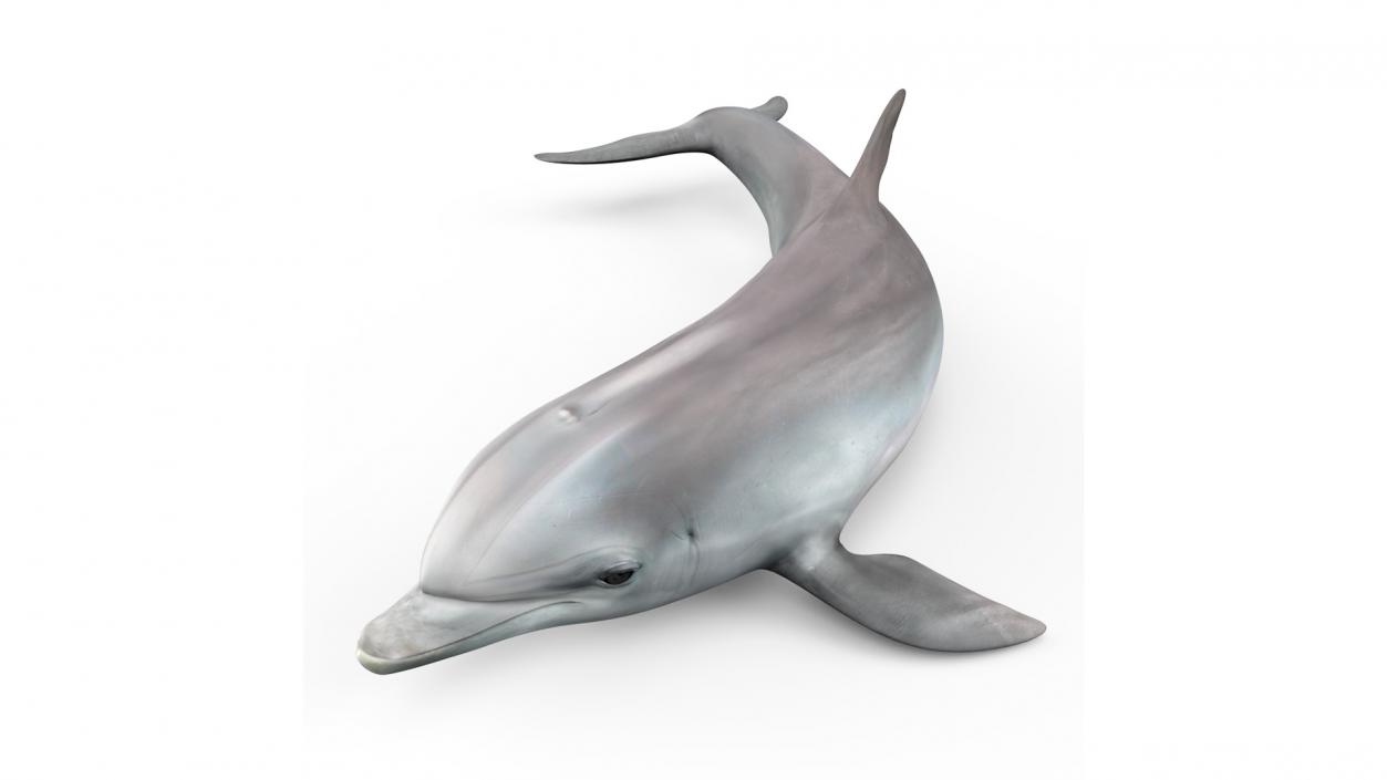 3D Realistic Bottlenose Dolphin Turn model