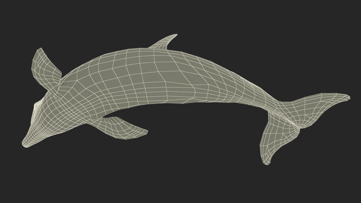 3D Realistic Bottlenose Dolphin Turn model