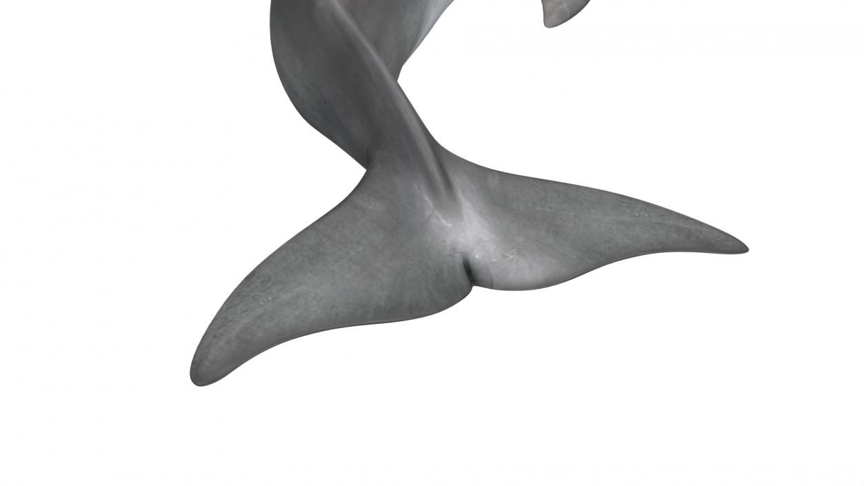 3D Realistic Bottlenose Dolphin Turn model