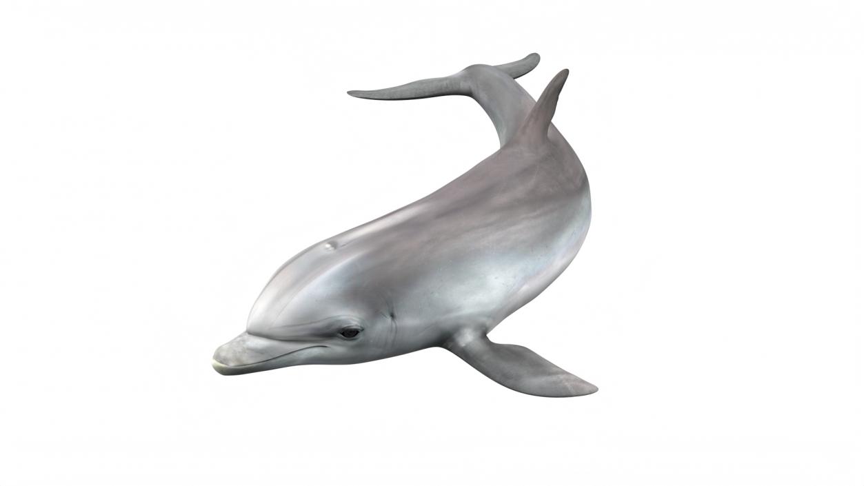 3D Realistic Bottlenose Dolphin Turn model