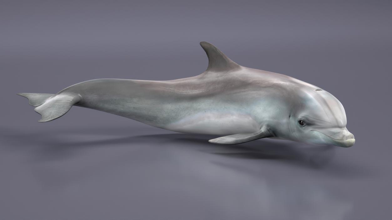 3D Realistic Bottlenose Dolphin Turn model