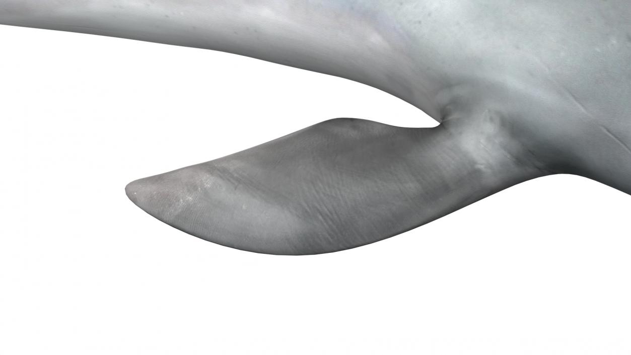 3D Realistic Bottlenose Dolphin Turn model