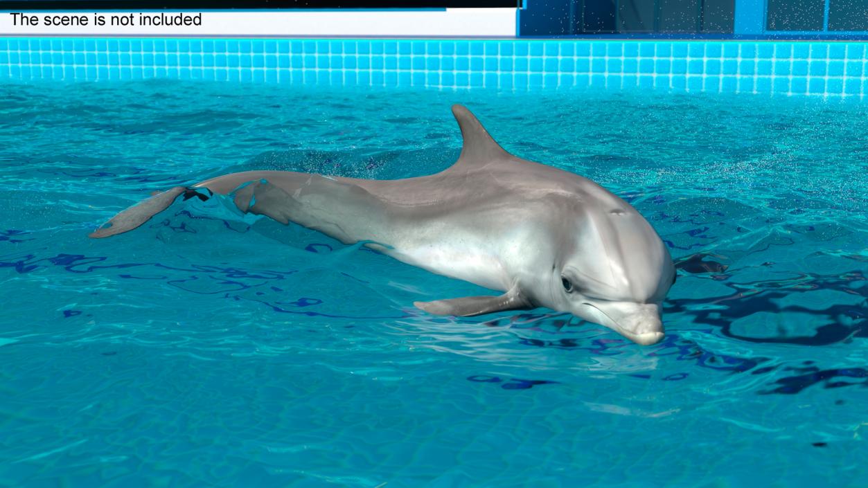 3D Realistic Bottlenose Dolphin Turn model