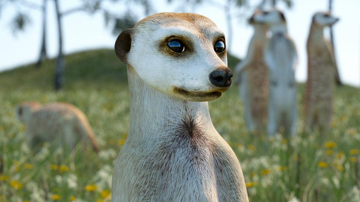 Meerkat Rigged 3D model