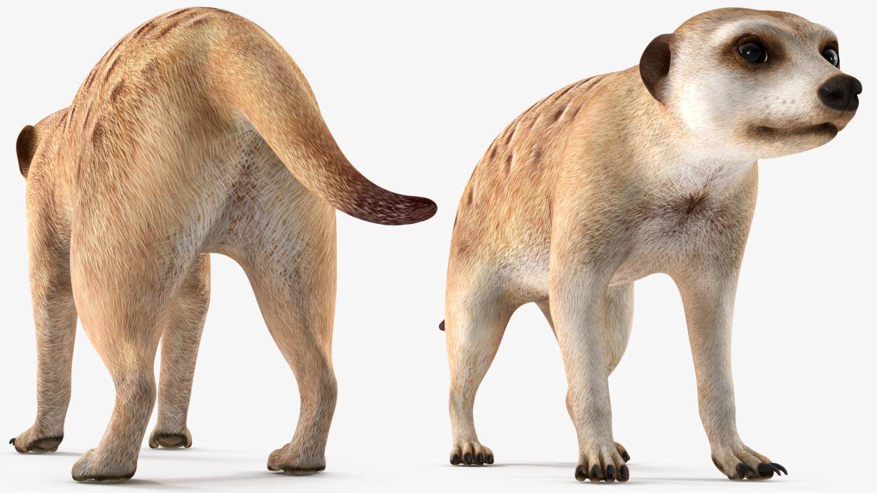 Meerkat Rigged 3D model