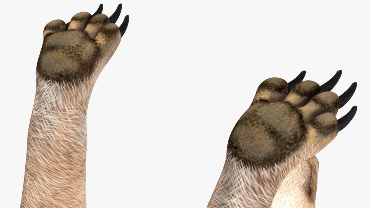 Meerkat Rigged 3D model