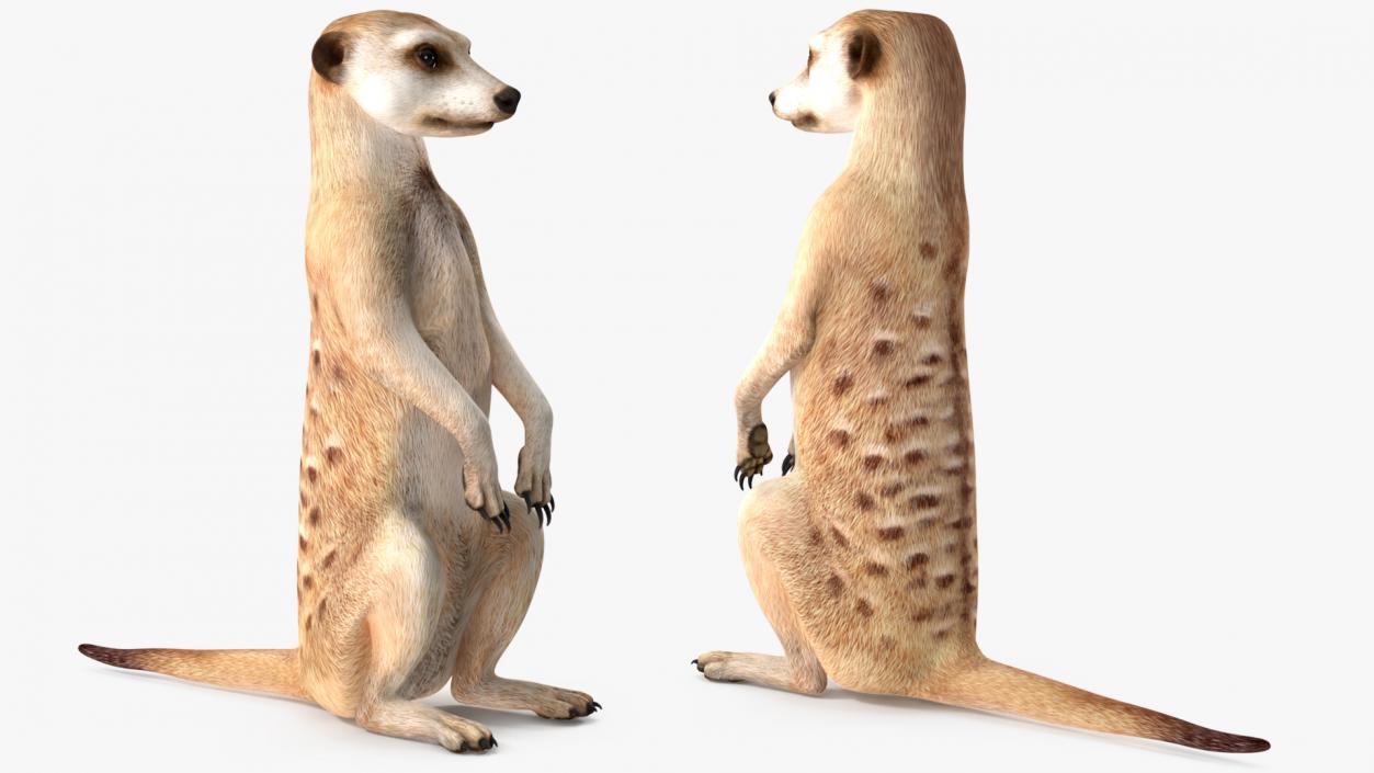 Meerkat Rigged 3D model