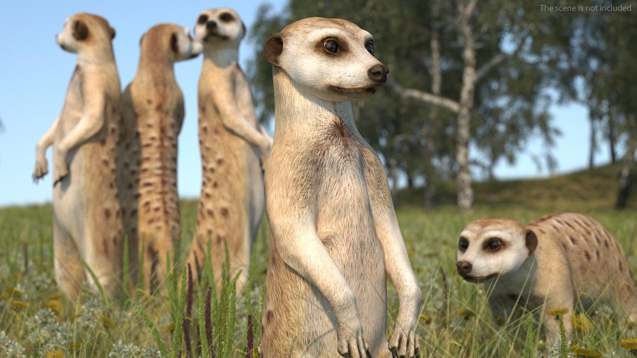 Meerkat Rigged 3D model