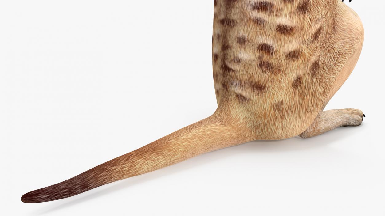 Meerkat Rigged 3D model