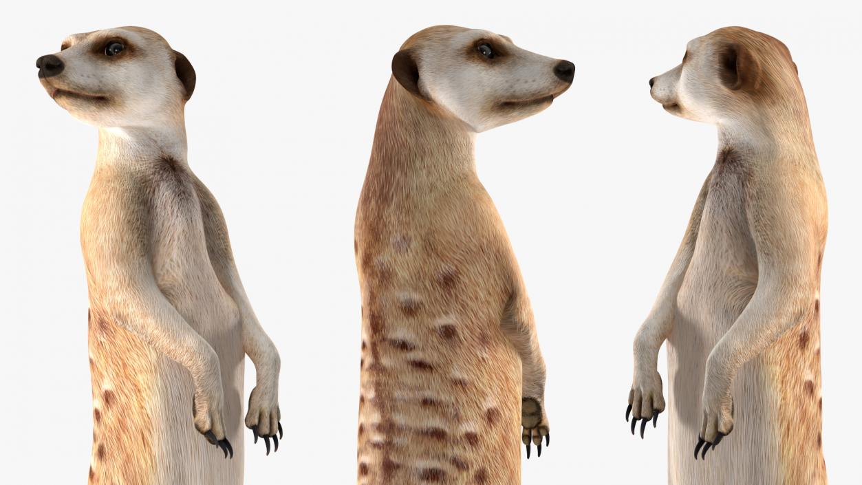 Meerkat Rigged 3D model