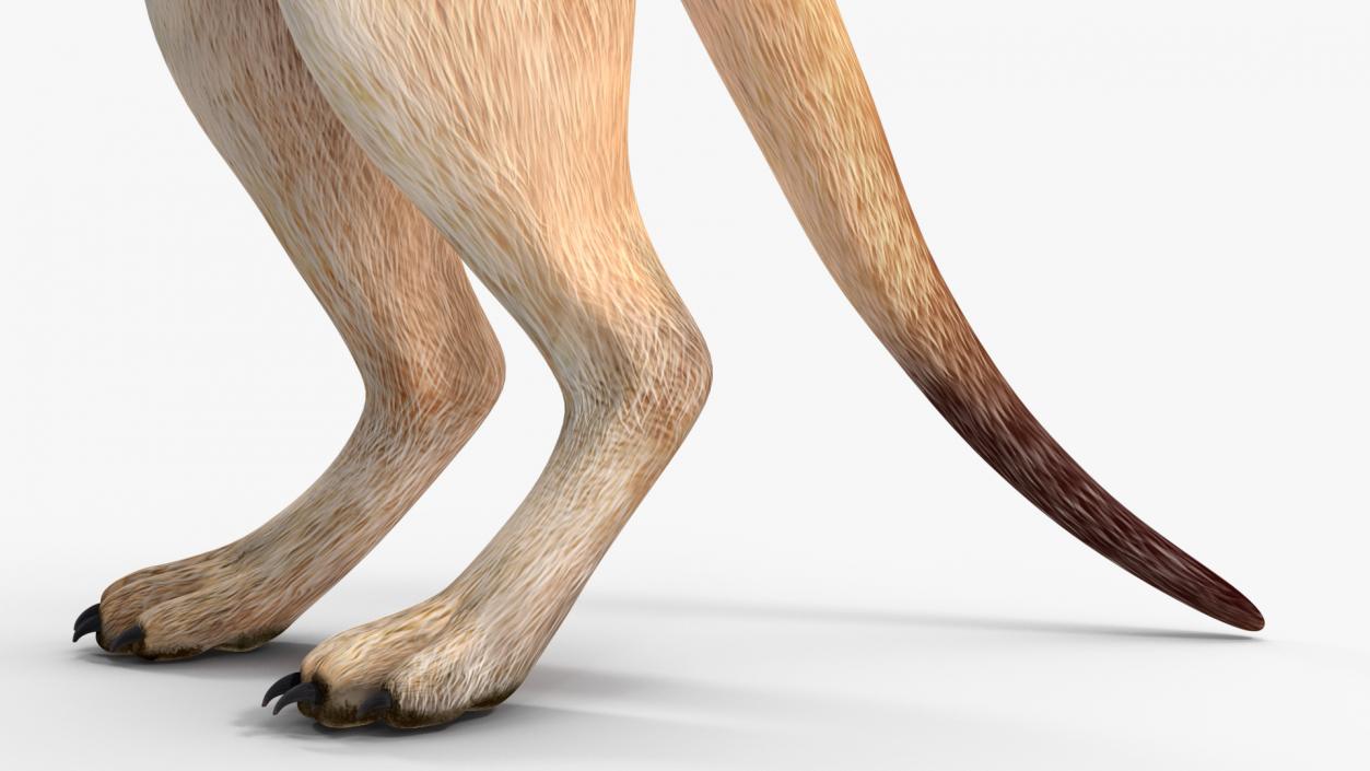 Meerkat Rigged 3D model