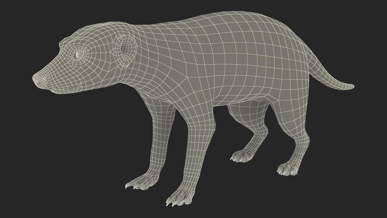 Meerkat Rigged 3D model