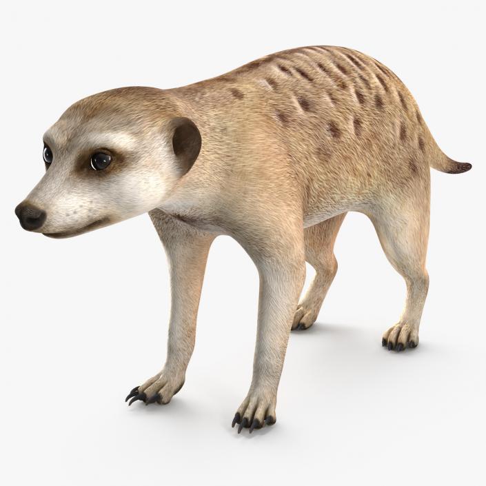 Meerkat Rigged 3D model