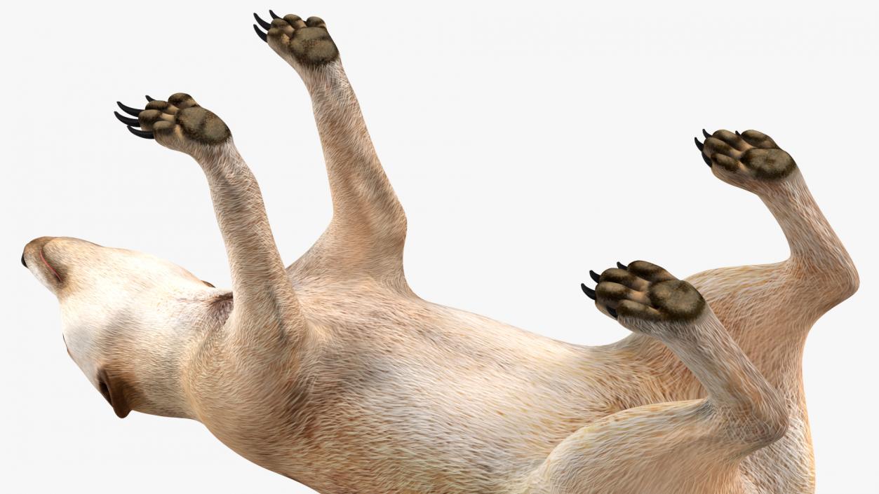 Meerkat Rigged 3D model