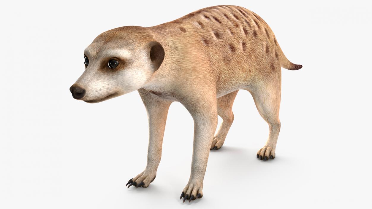 Meerkat Rigged 3D model