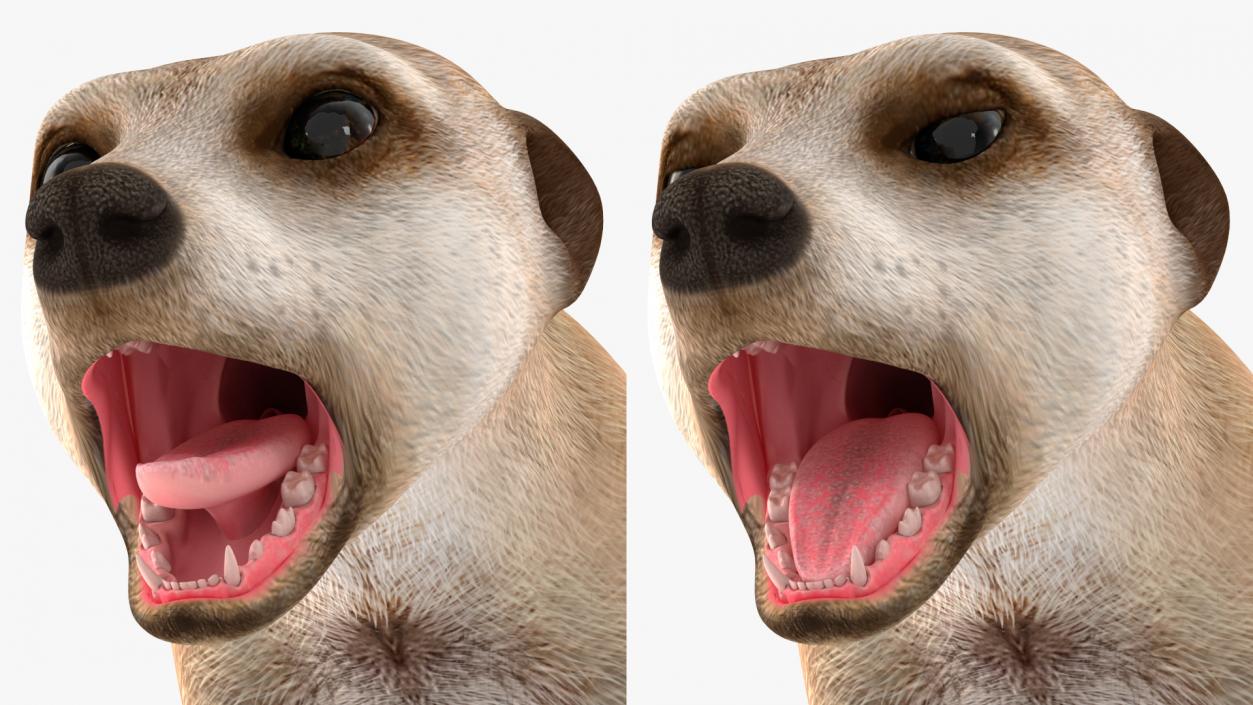 Meerkat Rigged 3D model