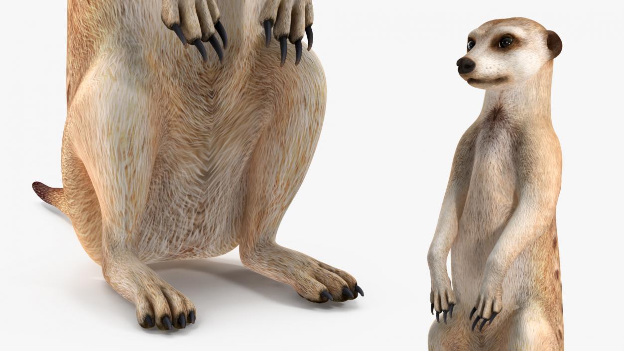 Meerkat Rigged 3D model