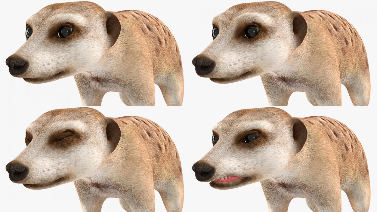 Meerkat Rigged 3D model