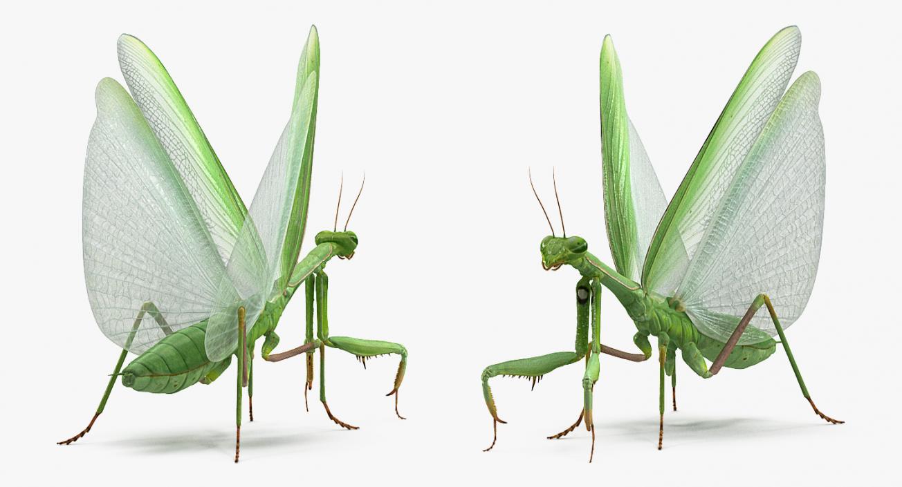 European Mantis with Fur 3D model