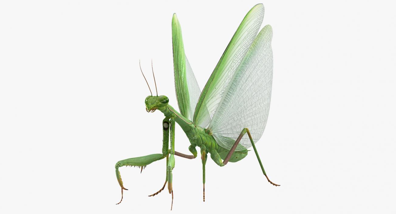 European Mantis with Fur 3D model