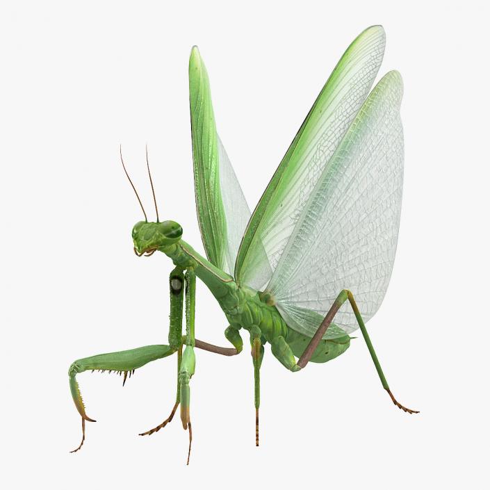 European Mantis with Fur 3D model