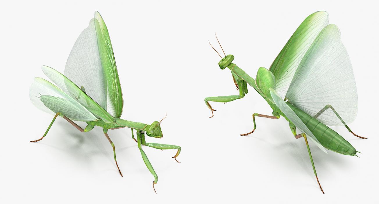 European Mantis with Fur 3D model