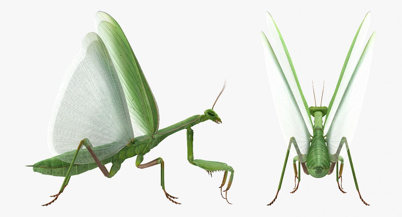 European Mantis with Fur 3D model