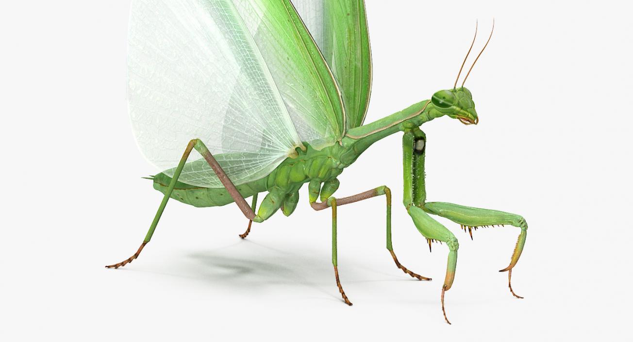 European Mantis with Fur 3D model