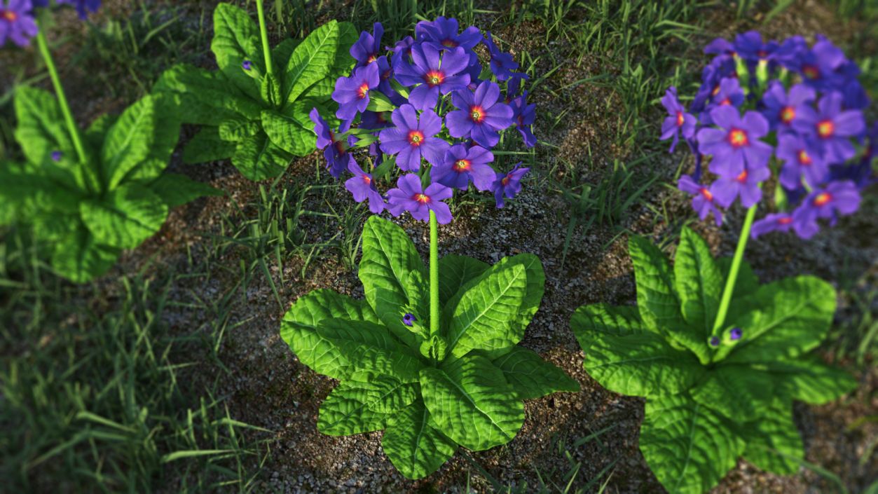 3D Purple Common Primrose Fur