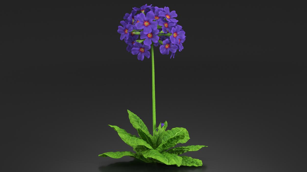 3D Purple Common Primrose Fur