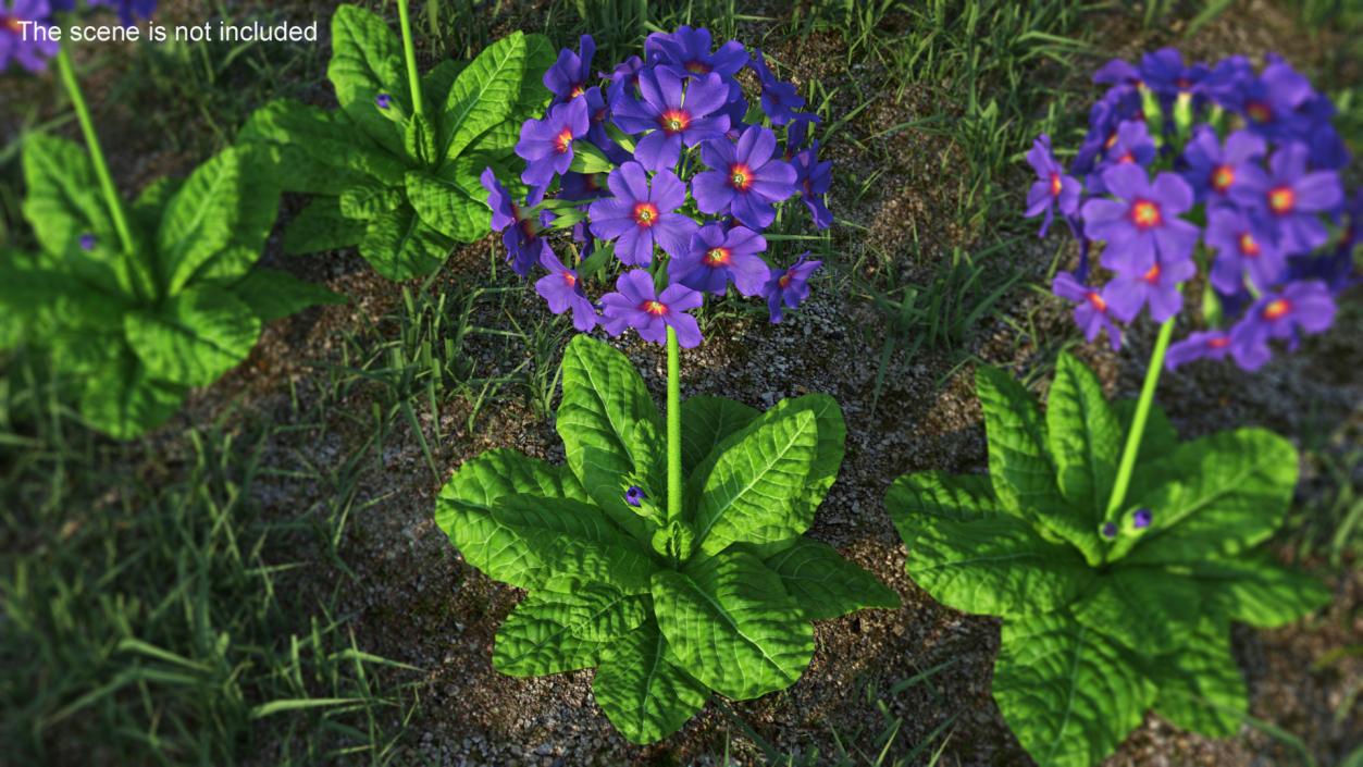 3D Purple Common Primrose Fur