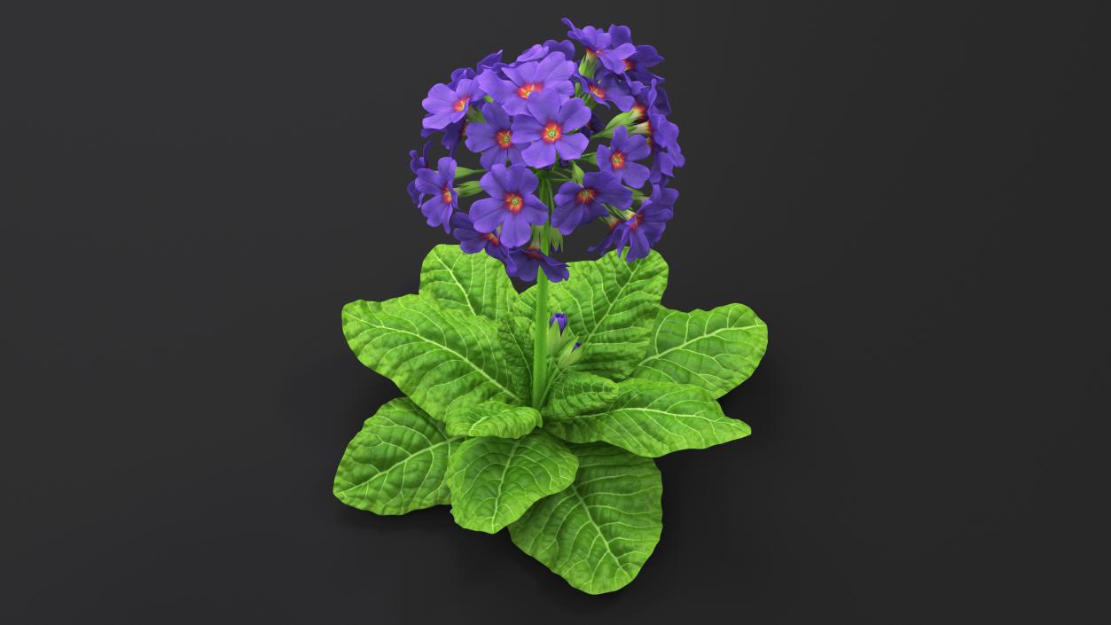 3D Purple Common Primrose Fur