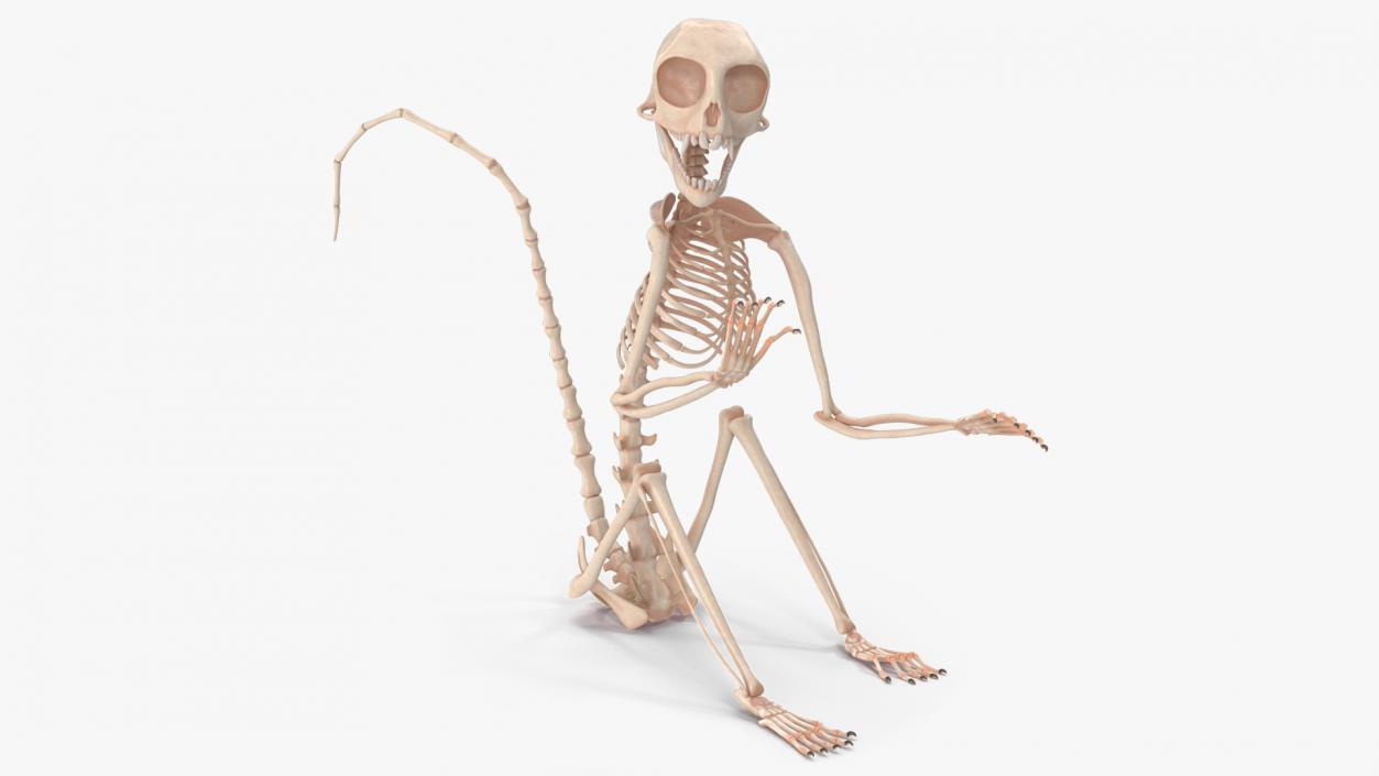 Geoffroys Marmoset Skeleton Rigged 3D model