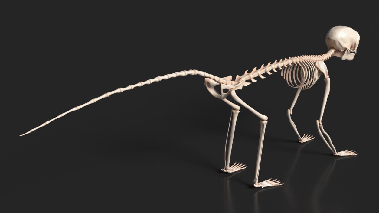 Geoffroys Marmoset Skeleton Rigged 3D model