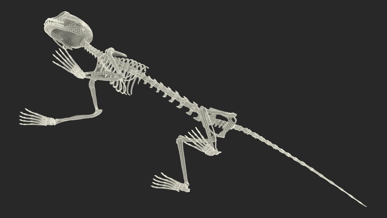 Geoffroys Marmoset Skeleton Rigged 3D model