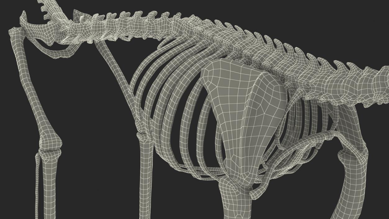 Geoffroys Marmoset Skeleton Rigged 3D model