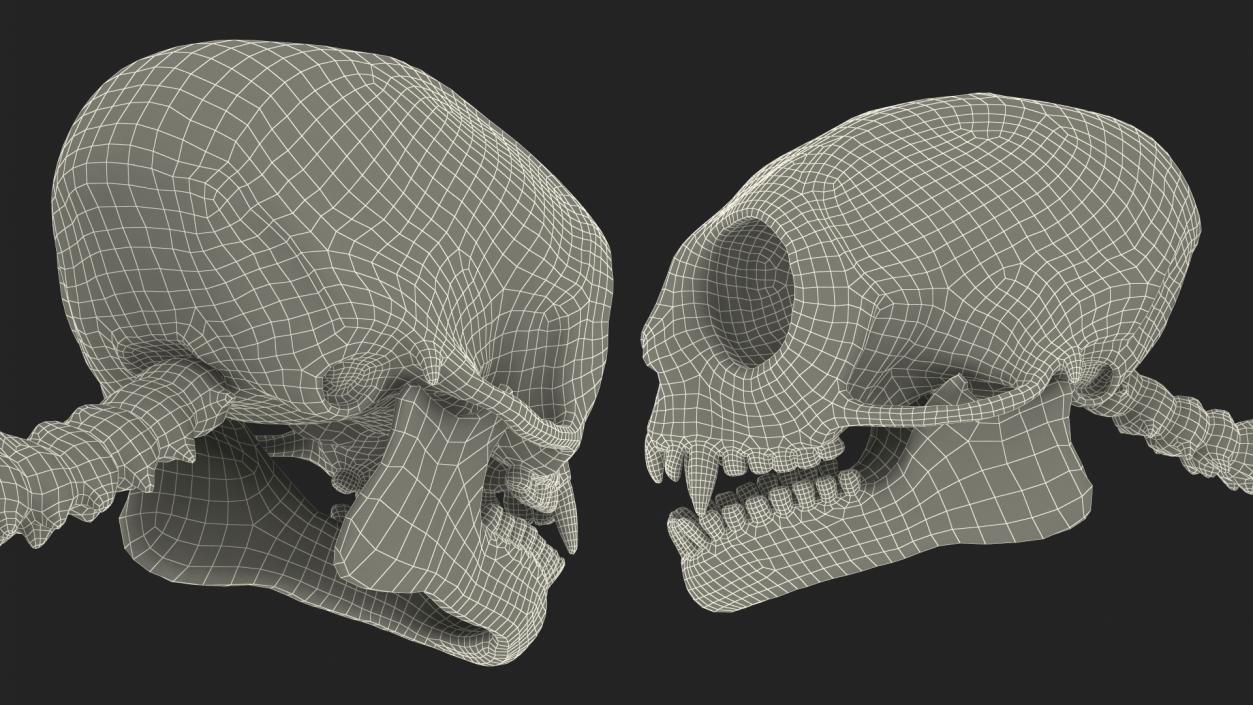 Geoffroys Marmoset Skeleton Rigged 3D model