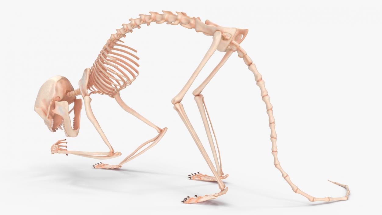 Geoffroys Marmoset Skeleton Rigged 3D model